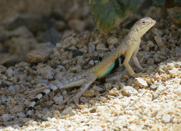 Zebra-tailed Lizard